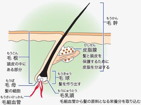血行不良による薄毛のメカニズム